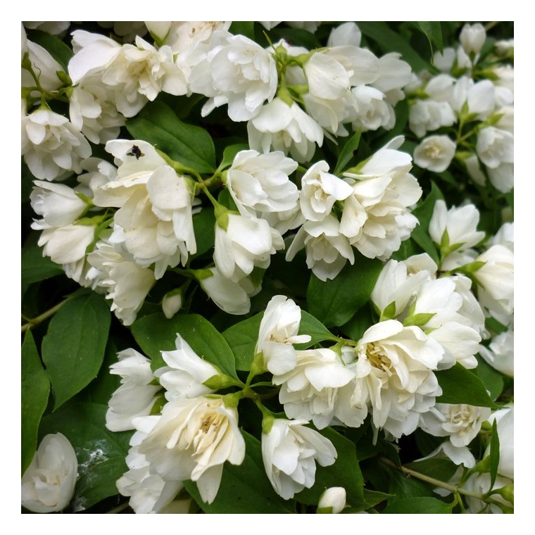 Philadelphus'Manteau d'Hermine' 