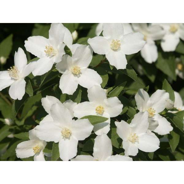 Philadelphus'Silberregen' 
