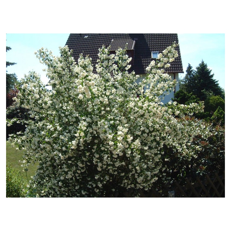 Philadelphus'Schneesturm' 