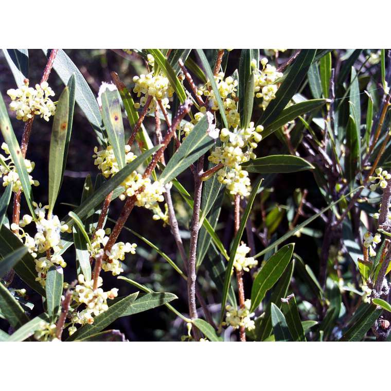 Phillyrea angustifolia 