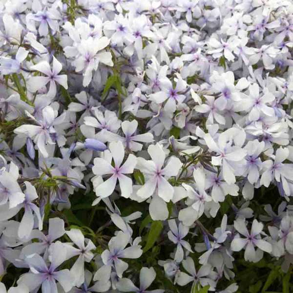 Phlox divaricata'Dirigo Ice'