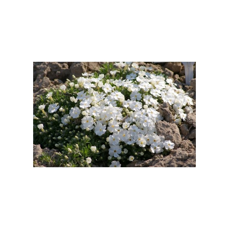 Phlox douglasi'White Admiral'
