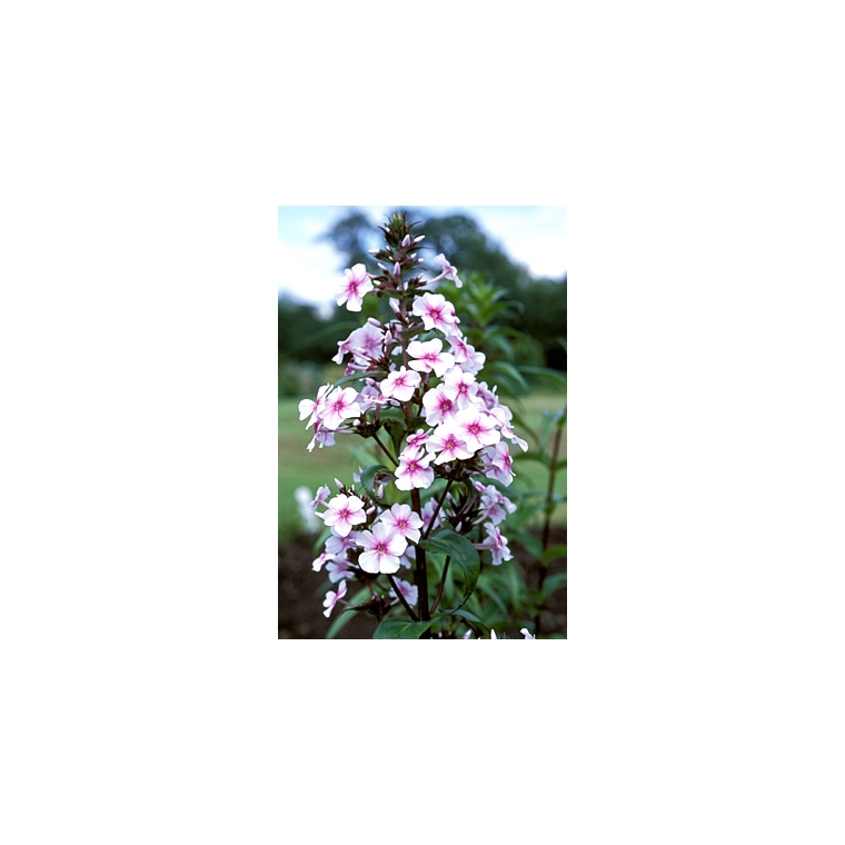 Phlox maculata'Delta'