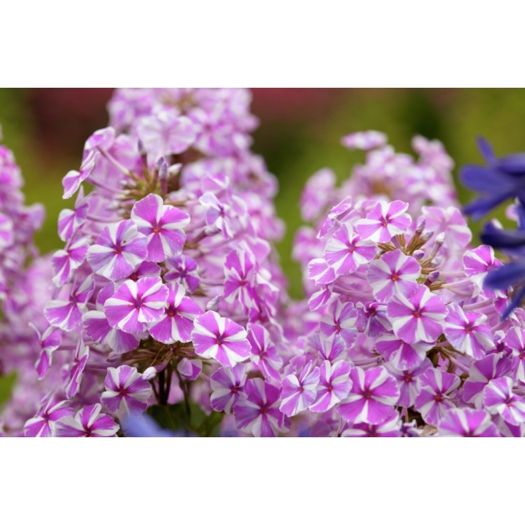 Phlox maculata'Natascha'