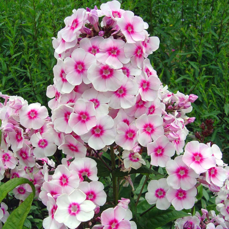 Phlox paniculata'Europa'