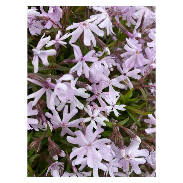 Phlox bifida'Petticoat'