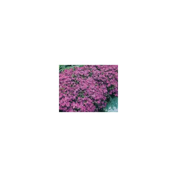 Phlox subulata'Atropurpurea'