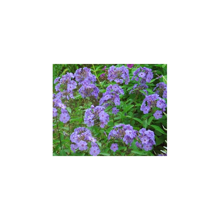 Phlox paniculata'Blue Boy' 
