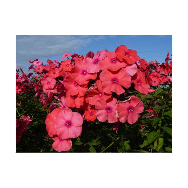 Phlox paniculata'Spitfire'