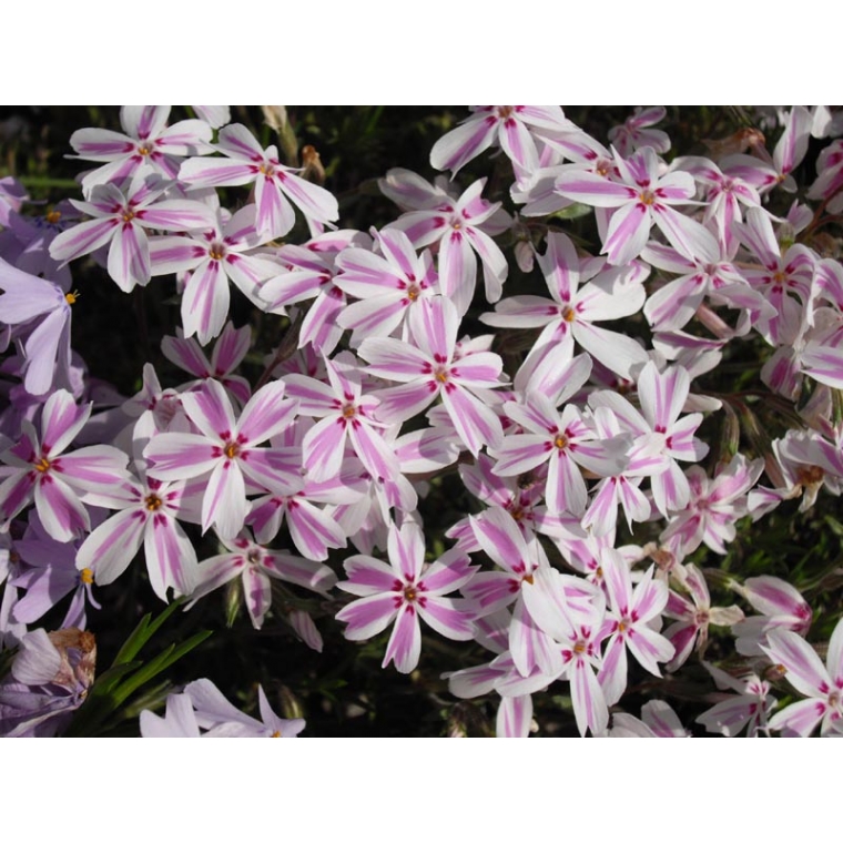 Phlox subulata'Candy Stripes'