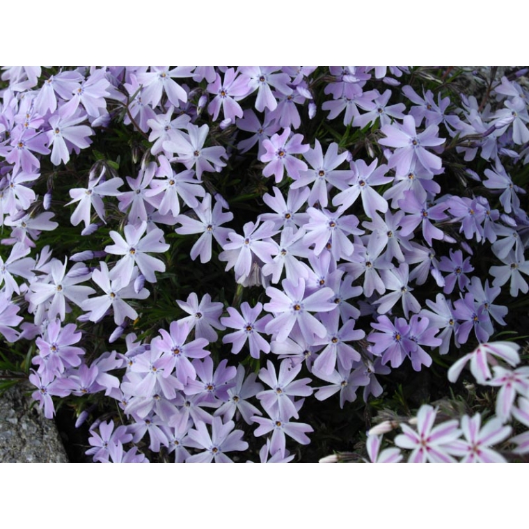 Phlox subulata'Emerald Cushion Blue'