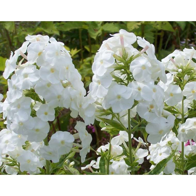 Phlox paniculata'White Admiral' 