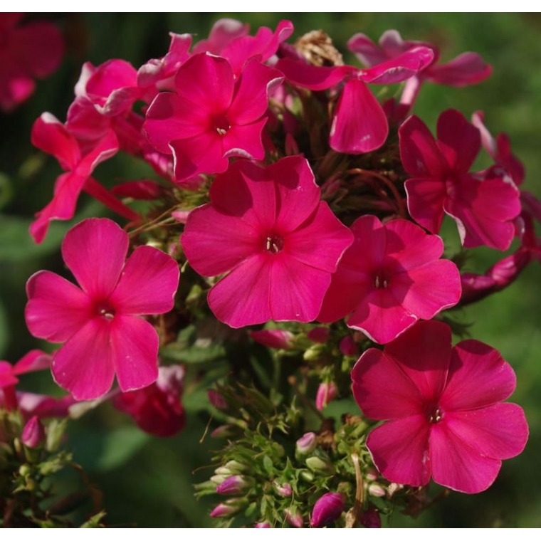 Phlox paniculata'Tenor' 