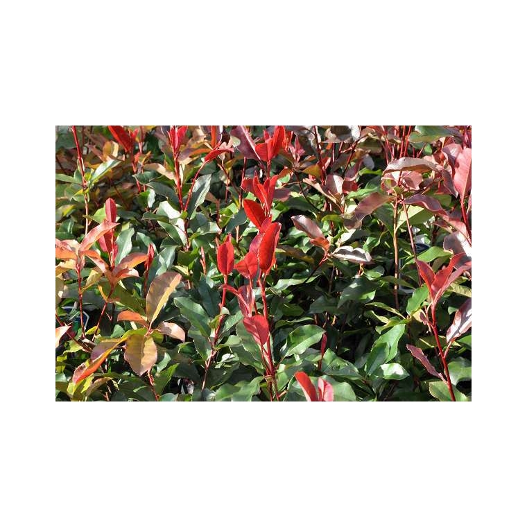Photinia fraseri'Camilvy' 