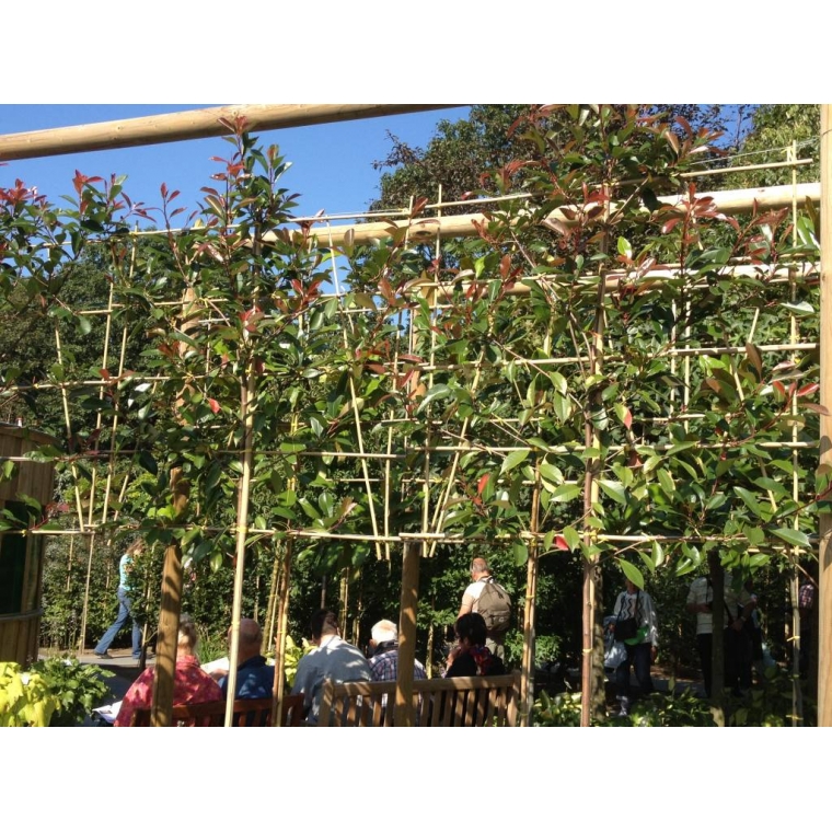 Photinia fraseri'Red Robin' leivorm 