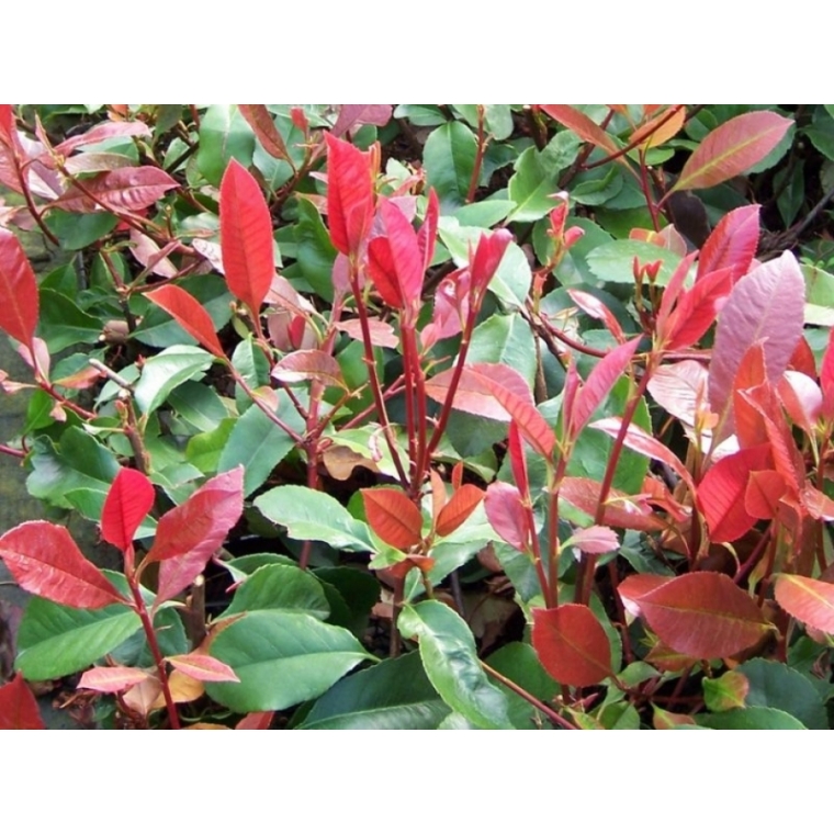 Photinia fraseri'Red Robin' 