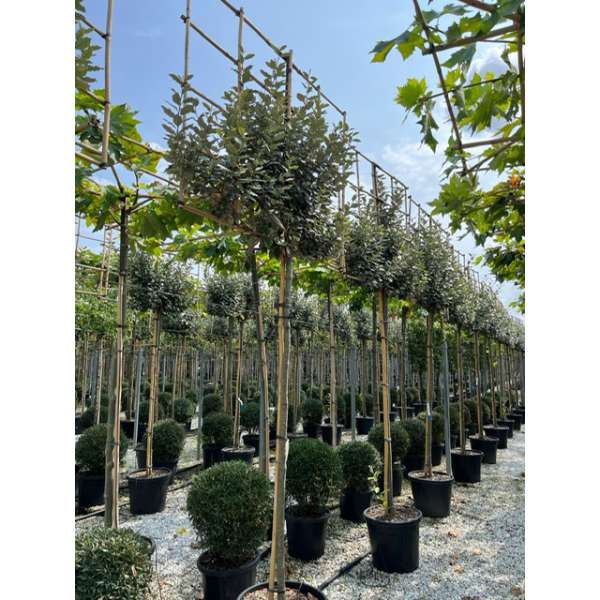 Elaeagnus ebbingei'Compacta' 