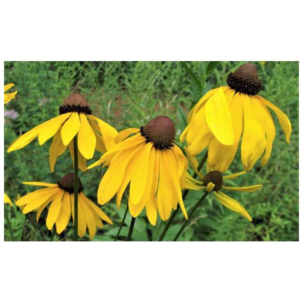 Rudbeckia grandiflora