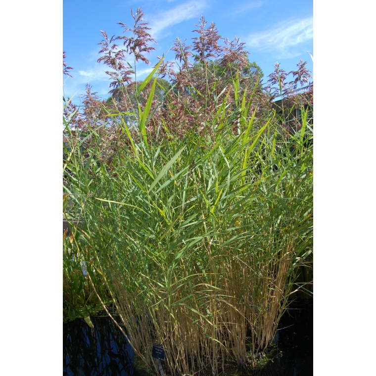 Phragmites australis