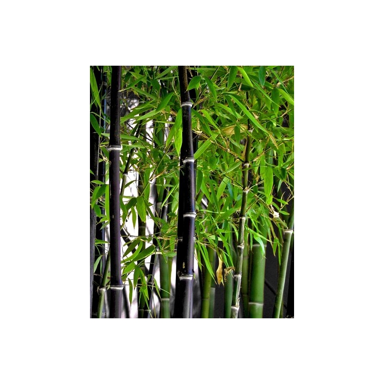 Phyllostachys nigra -Bamboe 