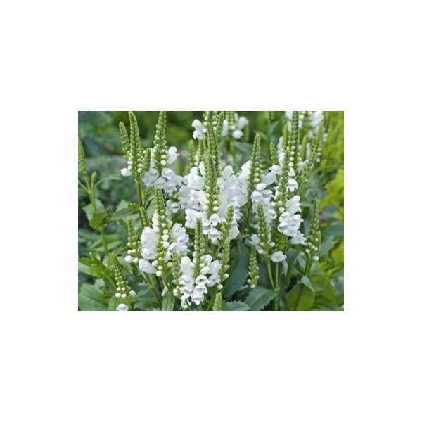 Physostegia virginiana'Crystal Peak White'