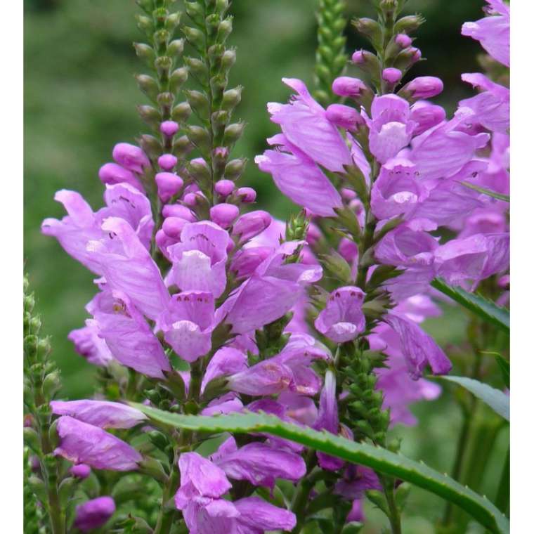 Physostegia virginiana'Rosea'