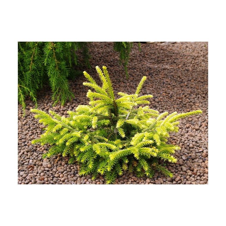 Picea abies'Goblin' 
