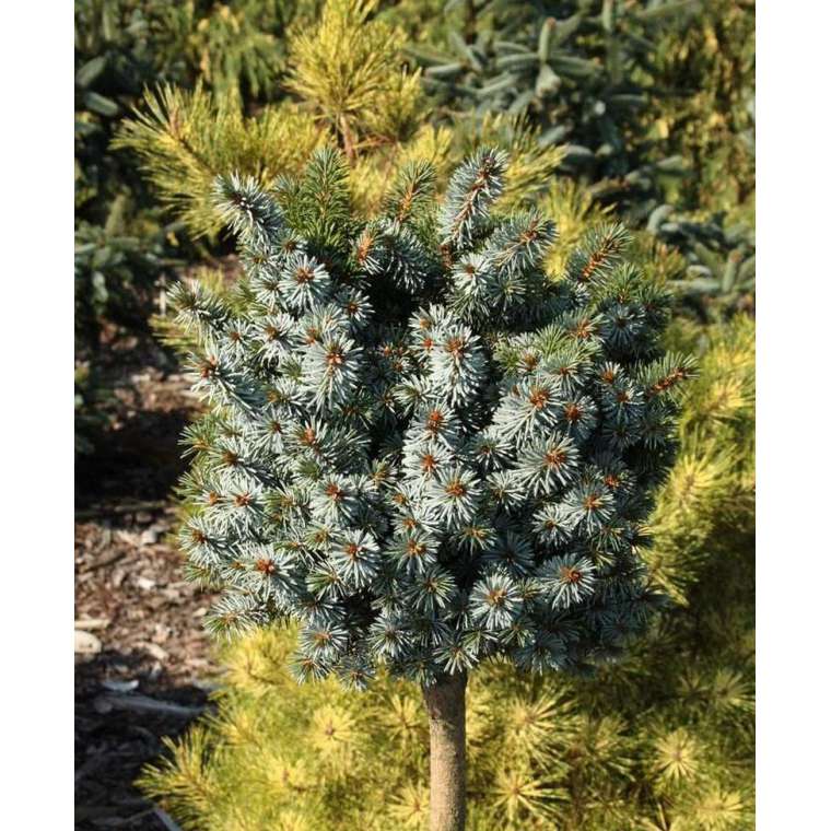 Picea sitchensis'Silberzwerg' 