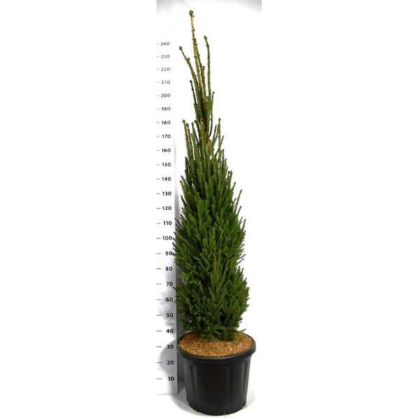 Picea abies'Cupressina' 