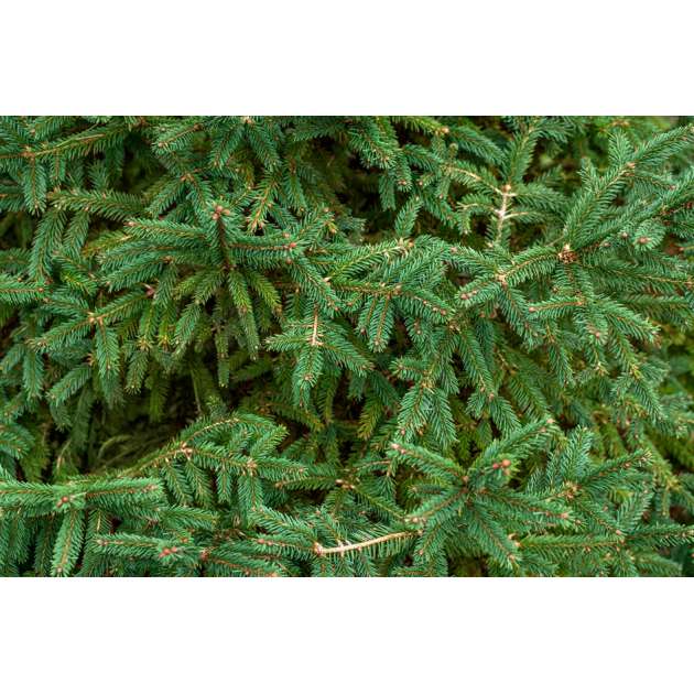 Picea abies'Nana Compacta' 