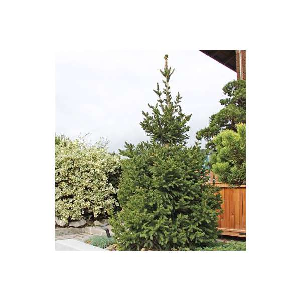 Picea abies'Will's Zwerg' 