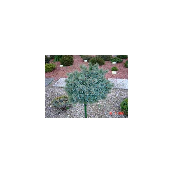 Picea engelmannii'Jasper' 