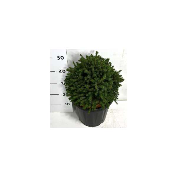 Picea glauca'Echiniformis' 