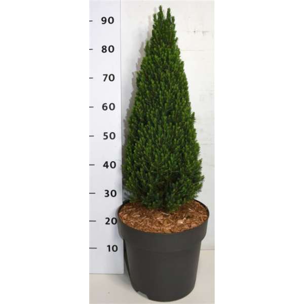 Picea glauca'Zuckerhut' 