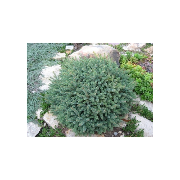 Picea glauca'Echiniformis' 