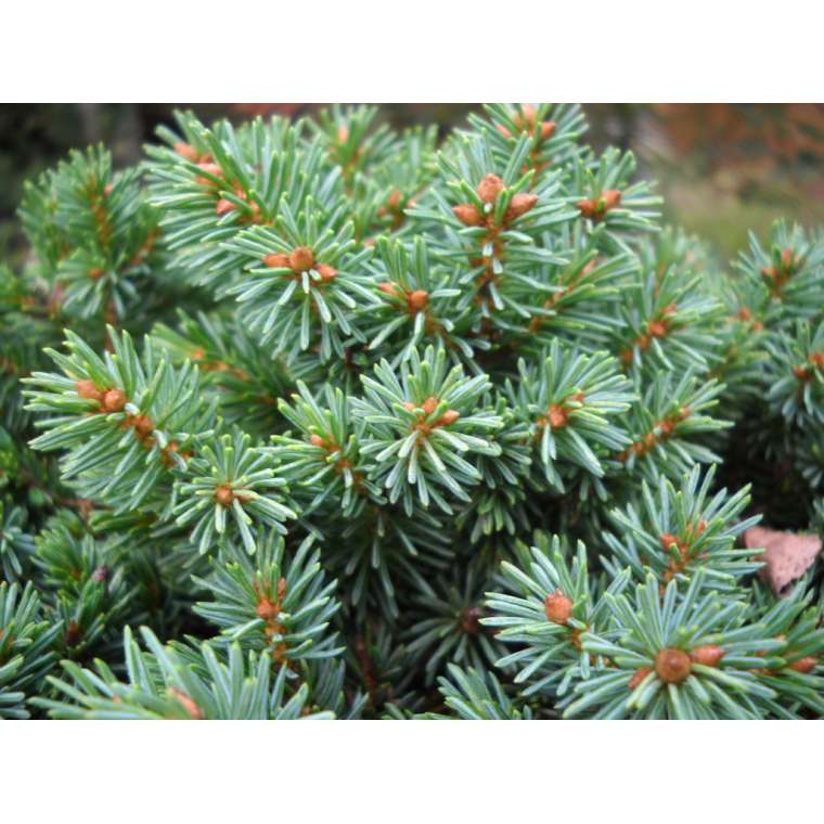 Picea glauca'Pardubicky' 