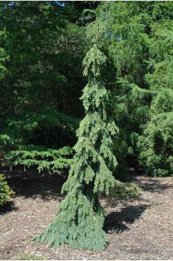 Picea glauca'Pendula' 