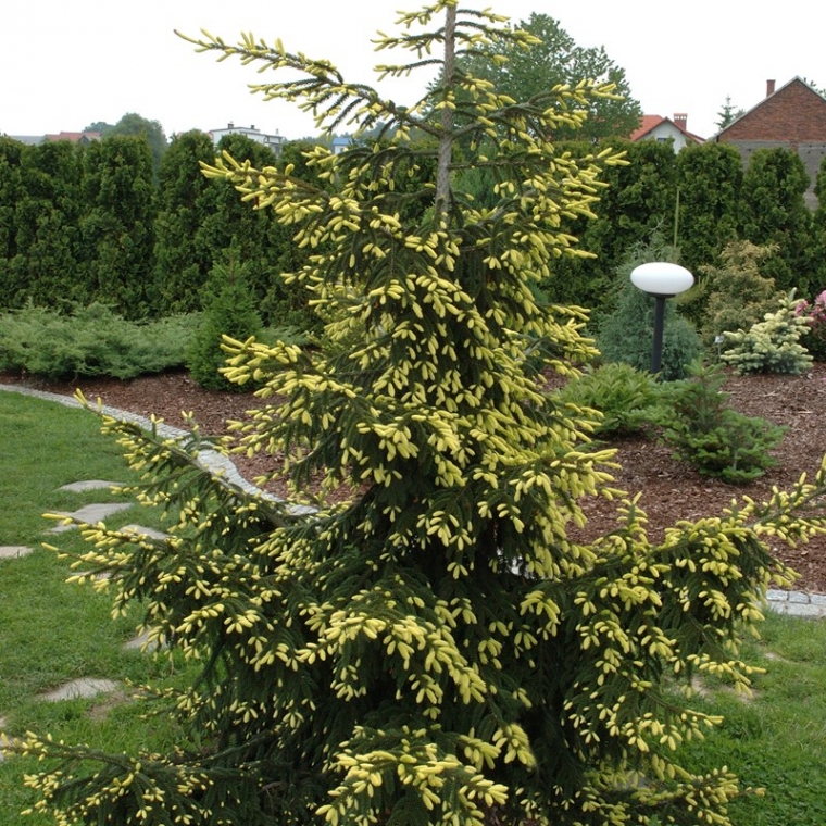 Picea orientalis'Aurea' 