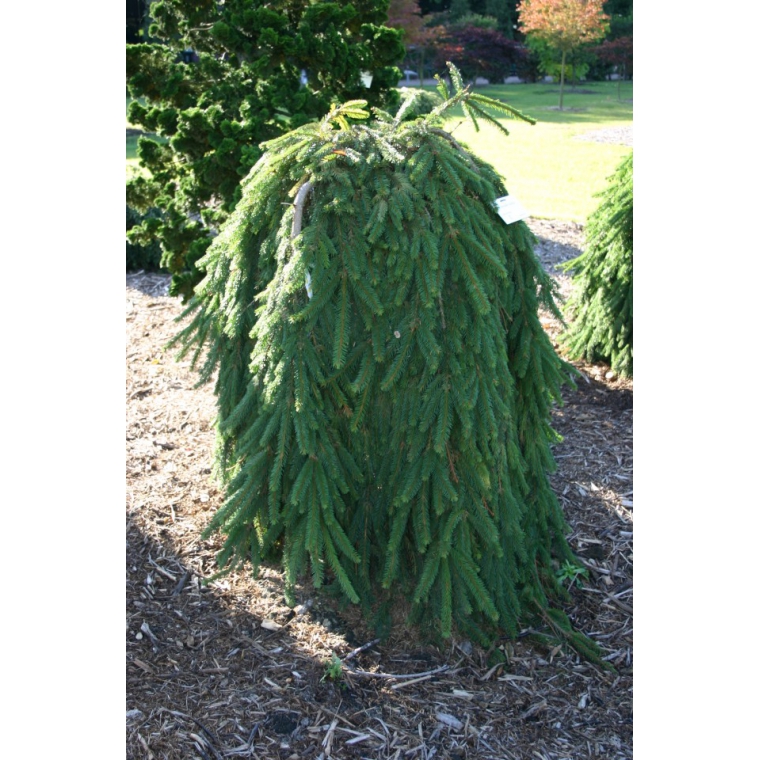 Picea abies'Inversa' 