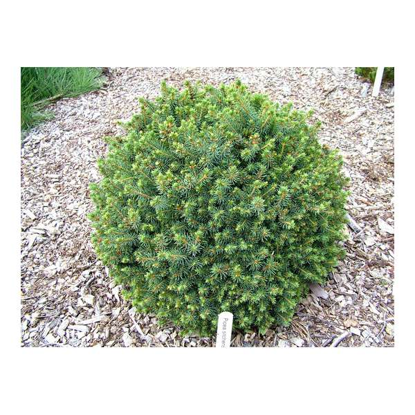 Picea sitchensis'Nana' 