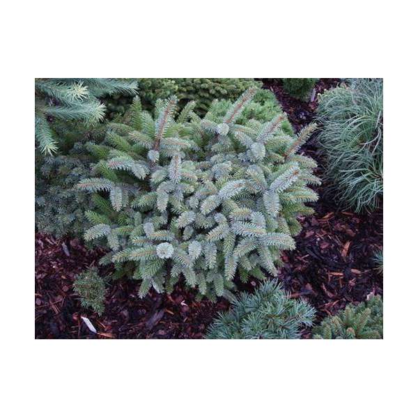 Picea sitchensis'Tenas' 