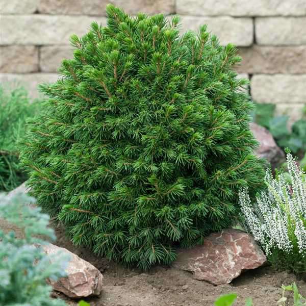 Picea abies'Tompa' 