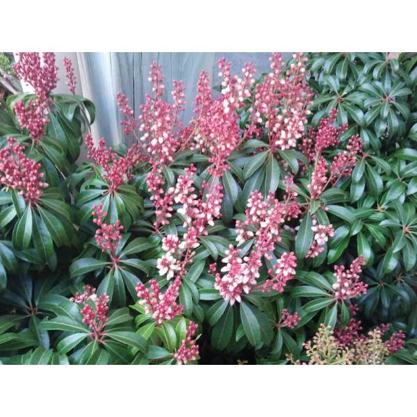 Pieris japonica'Bonfire' 
