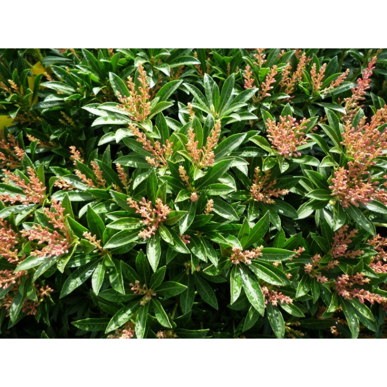Pieris japonica'Debutante' 