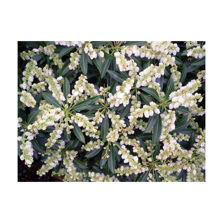 Pieris japonica'Purity' 