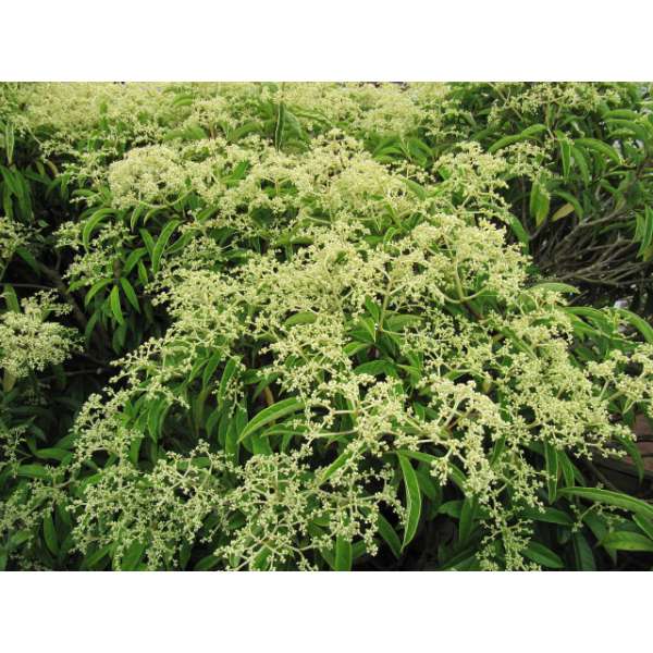 Pileostegia viburnoides 