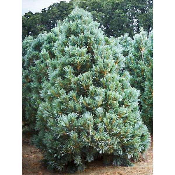 Pinus flexilis'Vanderwolf's Pyramid' 