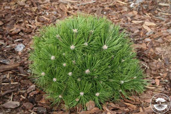 Pinus densiflora'Low glow' 
