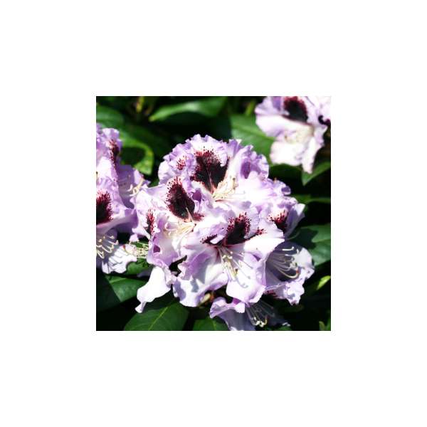 Rhododendron'Pinguin' 