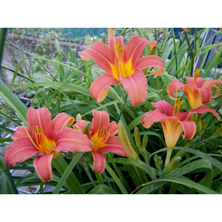 Hemerocallis'Pink Damask'
